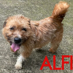 Alfie