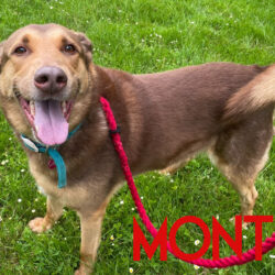 Monty