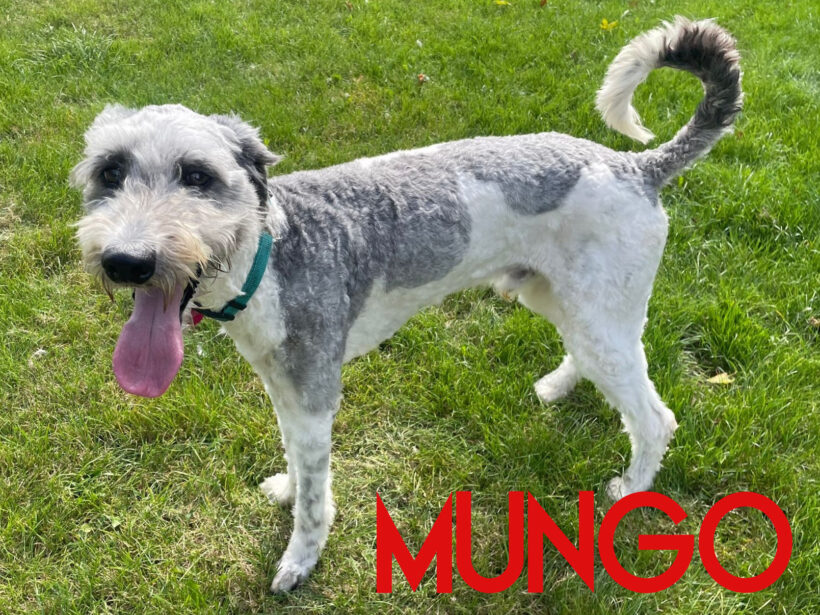 Mungo