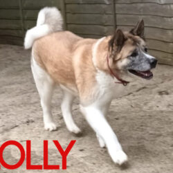 Lolly