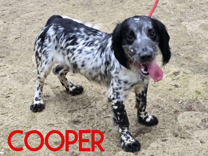 Cooper