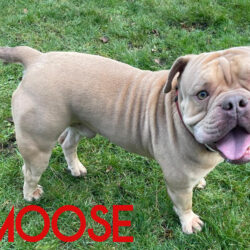 Moose