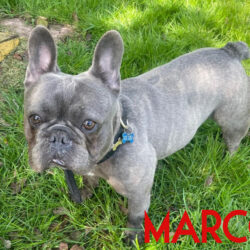 Marco