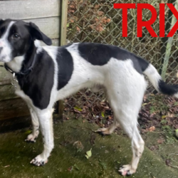 Trix