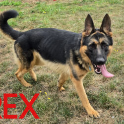 Rex