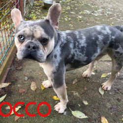 Rocco