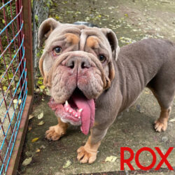 Roxy