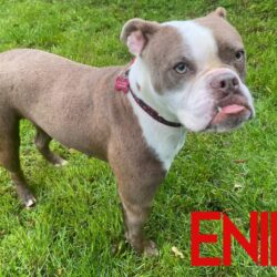 Enid