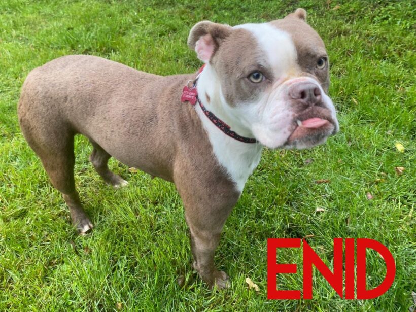 Enid