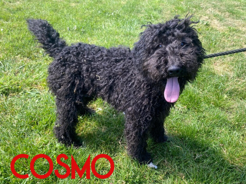 Cosmo Cosmo