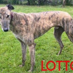 Lotto