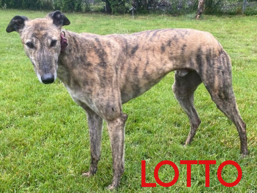 Lotto