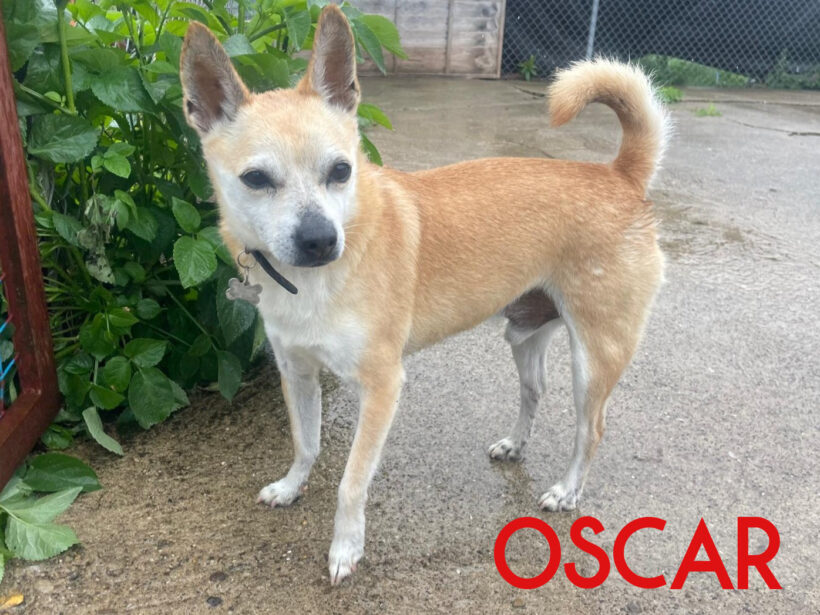 Oscar