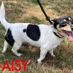 Daisy