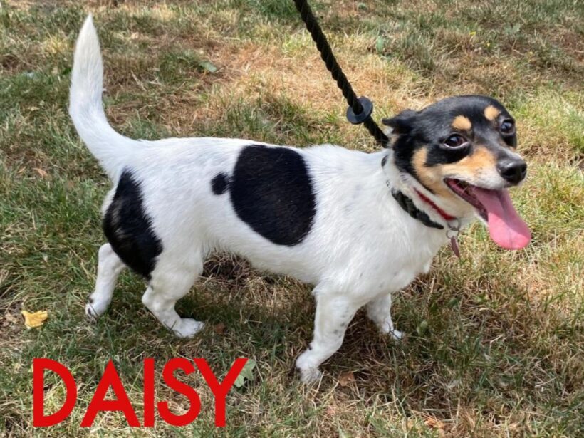 Daisy Daisy