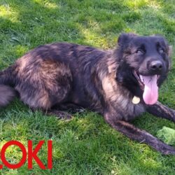 Loki