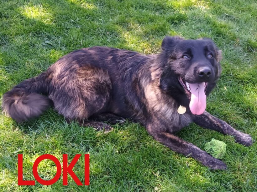 Loki