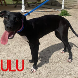 Lulu