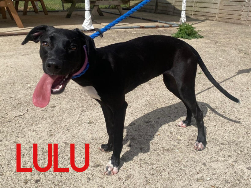 Lulu Lulu