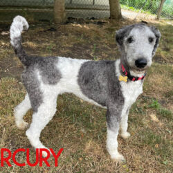 Mercury