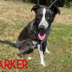 Parker