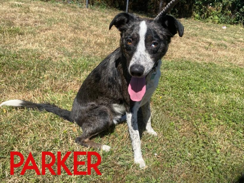 Parker