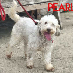 Pearla
