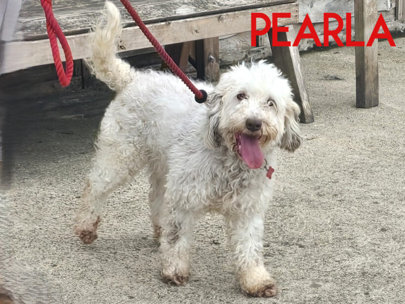 Pearla