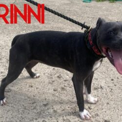 Prinni