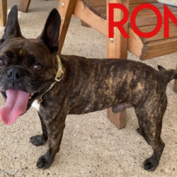 Ron