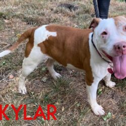 Skylar