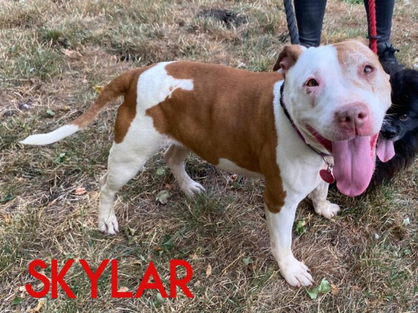 Skylar Skylar