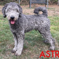Astro