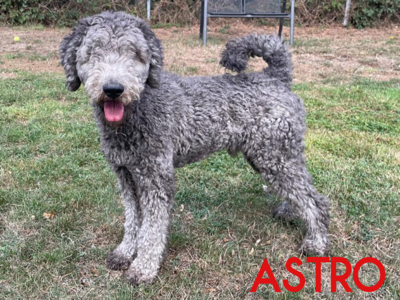 Astro Astro