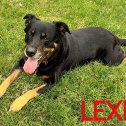 Lexi