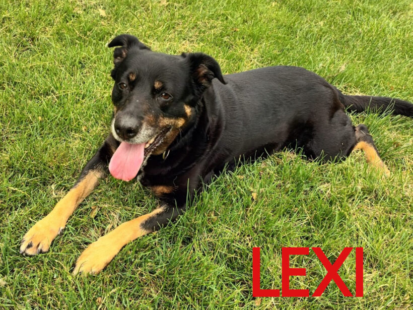 Lexi