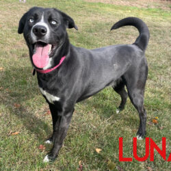 Luna