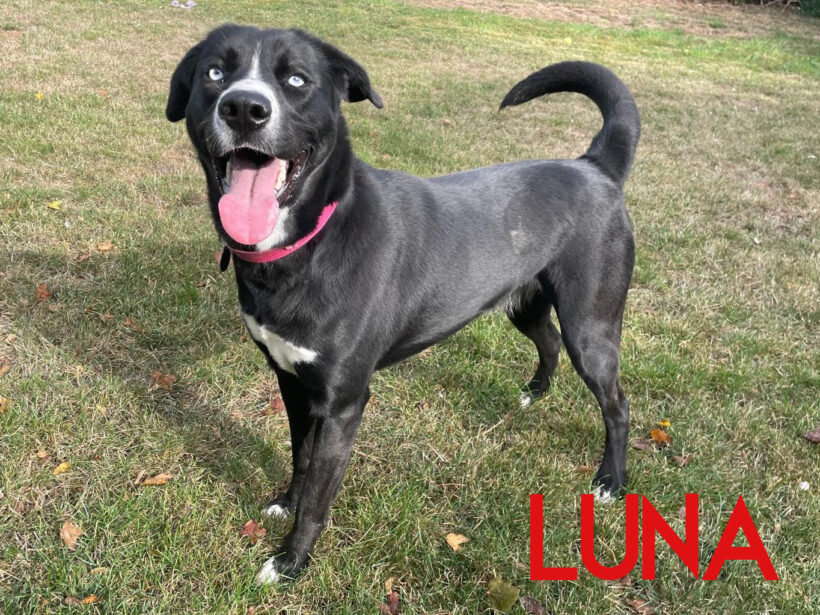 Luna Luna