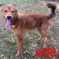 Merlin