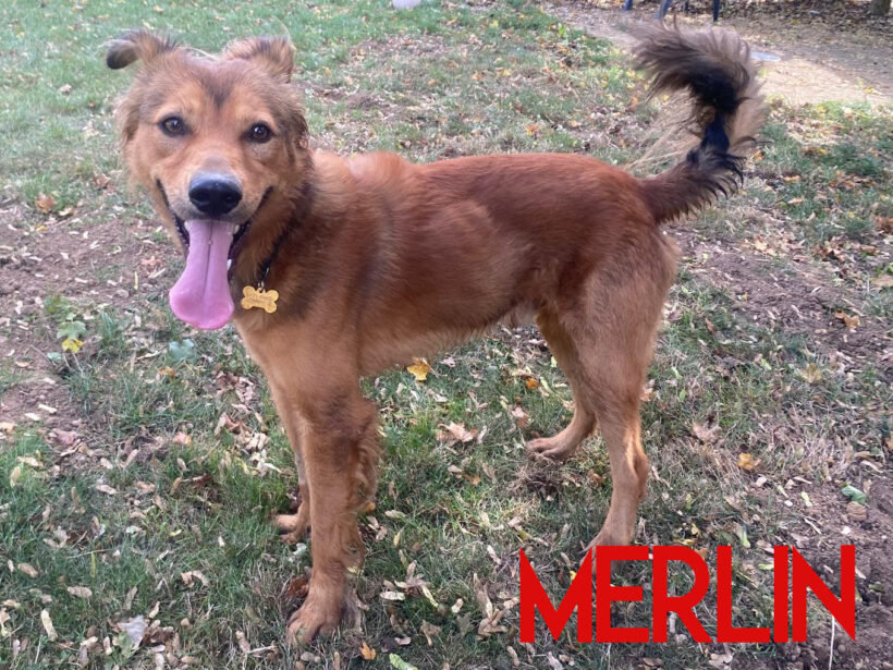 Merlin Merlin