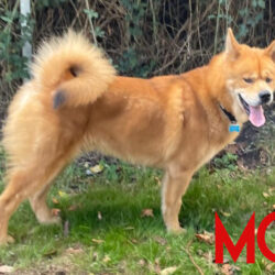 Mo