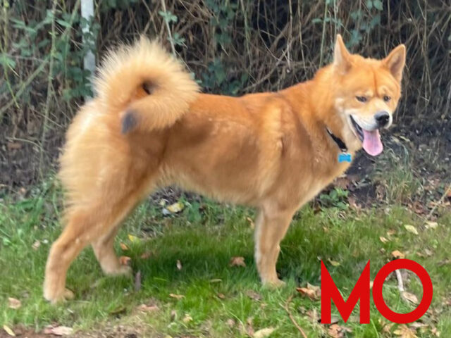 Mo Mo