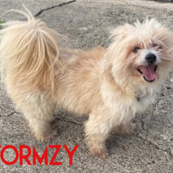 Stormzy