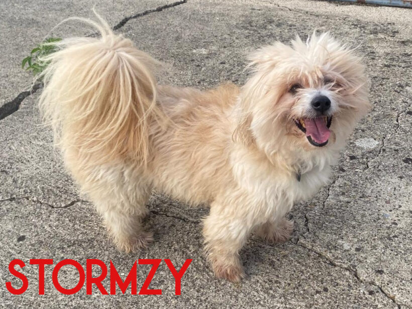 Stormzy